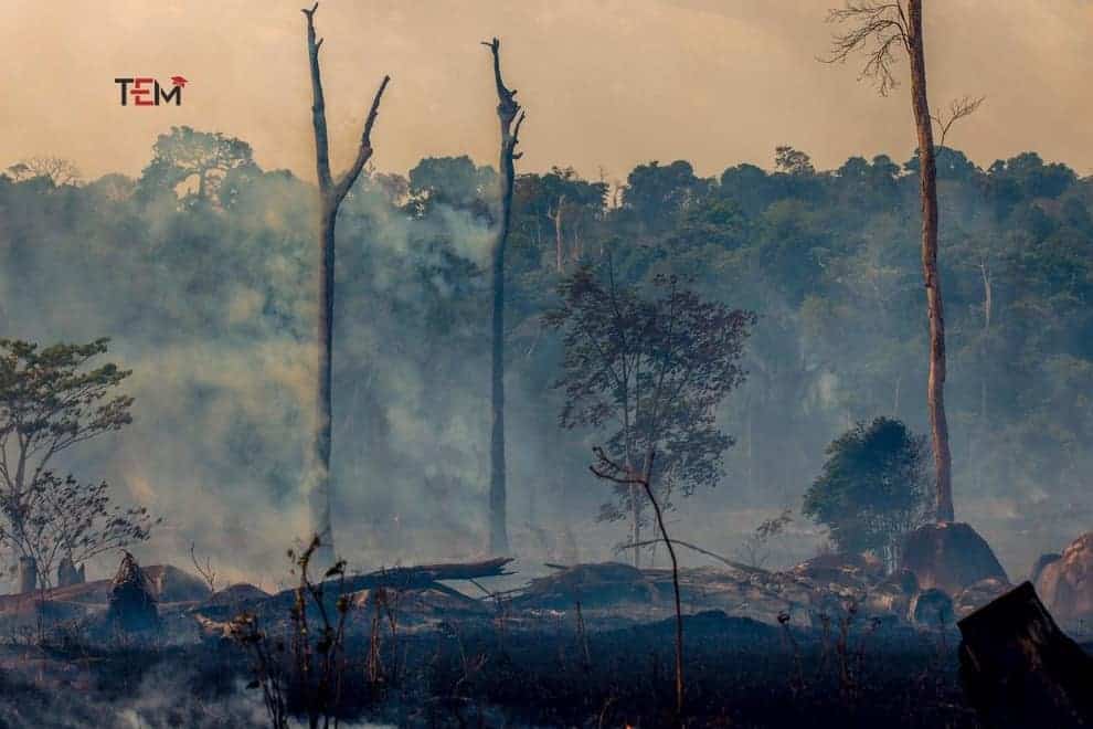 Amazon Rainforest Fire 